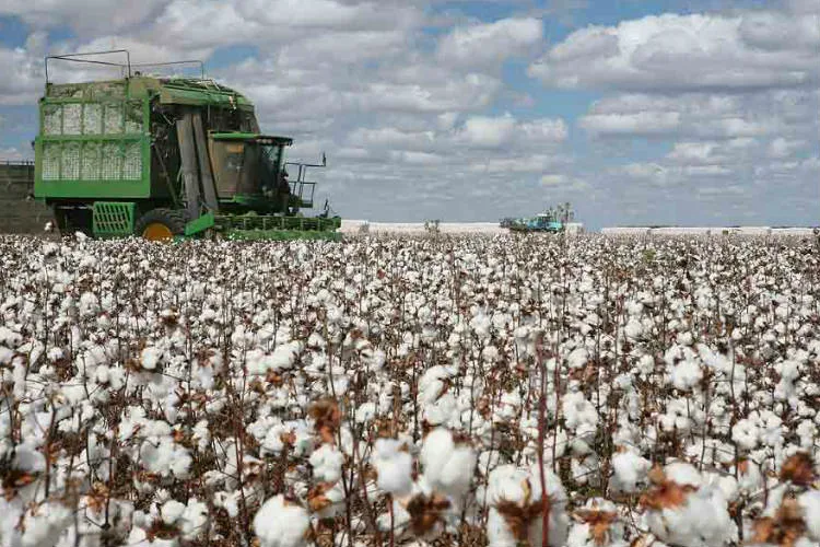 Informe técnico de Coninagro: Sector Algodón