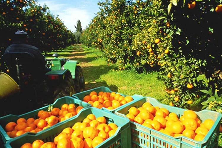 El Índice de Competitividad de Coninagro arrojó un caída del 4,2%