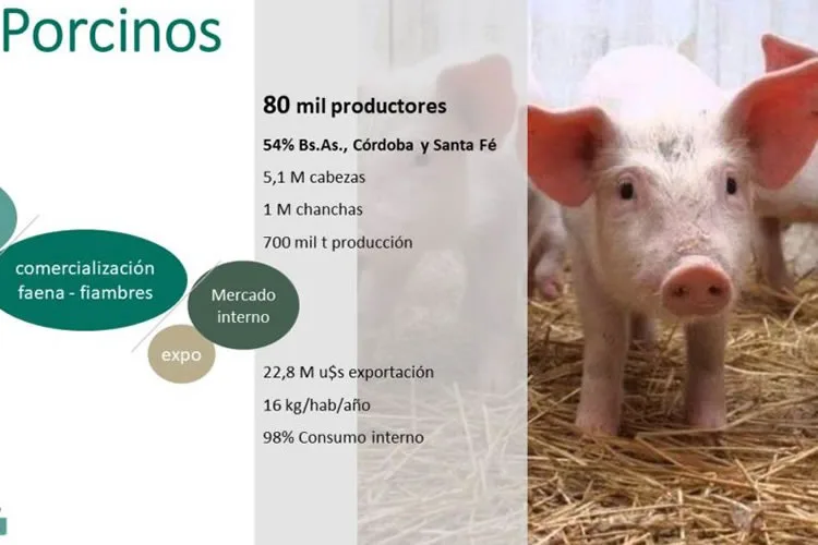 Actividad porcina en aumento