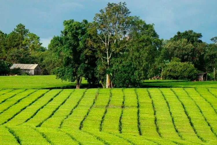 Misiones: Por la crisis buscan crear una cooperativa tealera