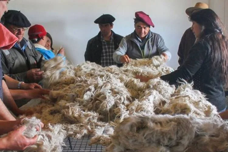 Venden 19.000 kilos de lana mohair