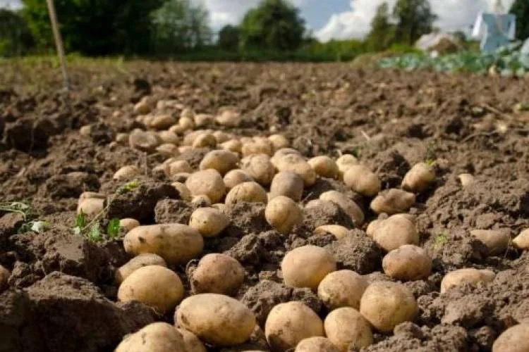Nuevo semáforo de las Economías Regionales de Coninagro