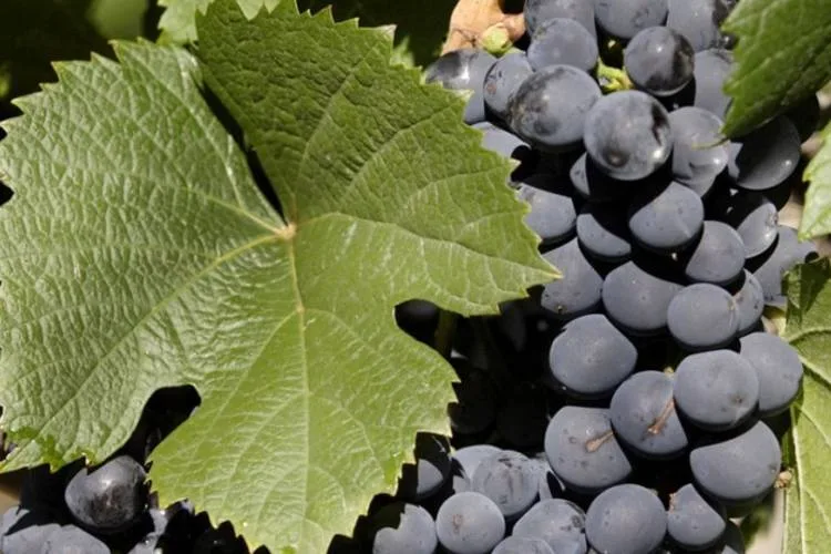 Índice de Competitividad Vitivinícola de Coninagro