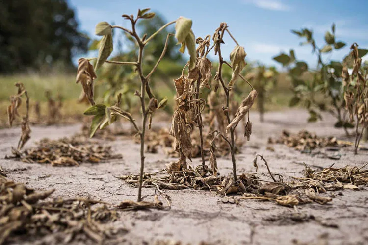 "Más del 80 por ciento de la superficie agrícola nacional tiene algún grado de sequía"