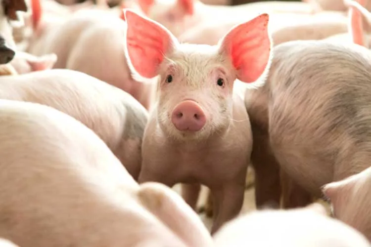 Por las exportaciones a China se alcanza un nuevo récord en la producción de porcinos