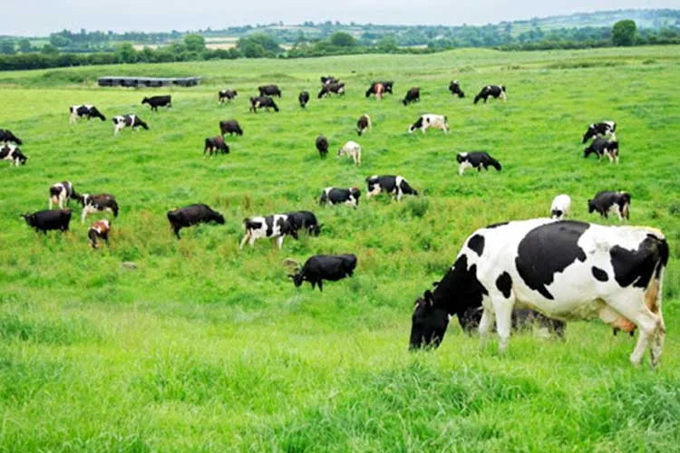 Coninagro celebró el nuevo esquema de exportación de carne vacuna