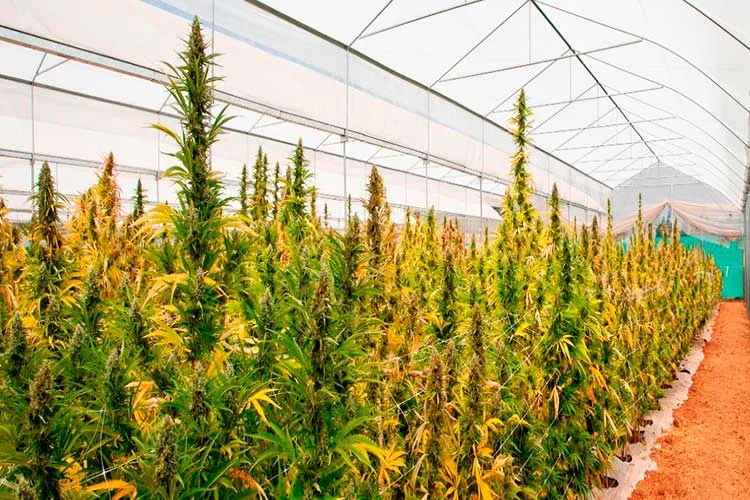 El INAES busca fortalecer a las cooperativas que cultivan cannabis medicinal