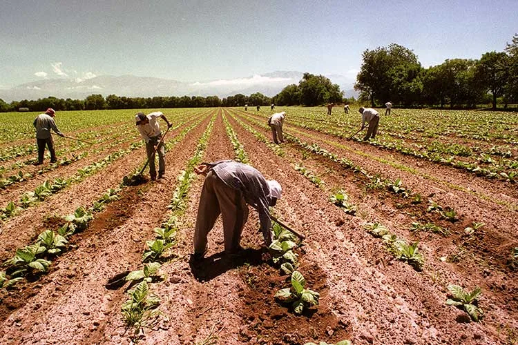 Convocan a un estudio sobre la creación de trabajo decente por cooperativas agropecuarias