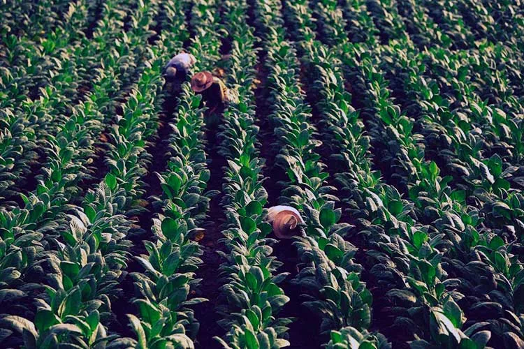 Cooperativas piden al Gobierno que suspenda las retenciones al tabaco