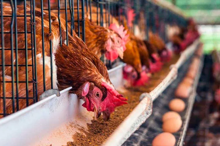 Entre Ríos: Se conformó Coopavier