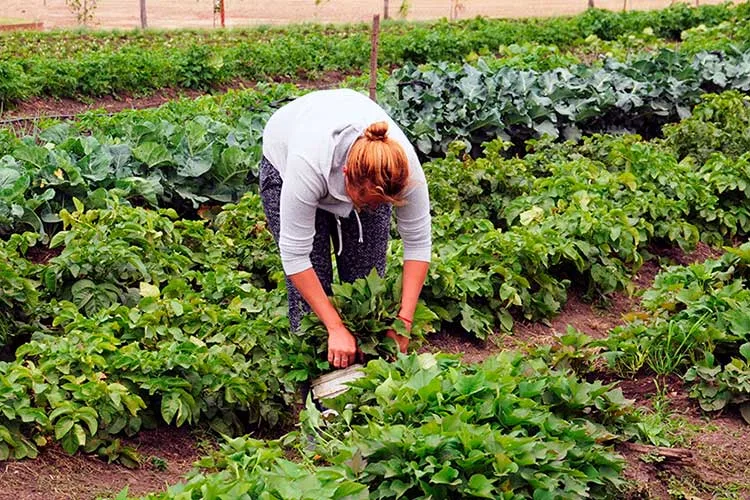 Santa Fe: Presentan créditos para productores y cooperativas de alimentos regionales