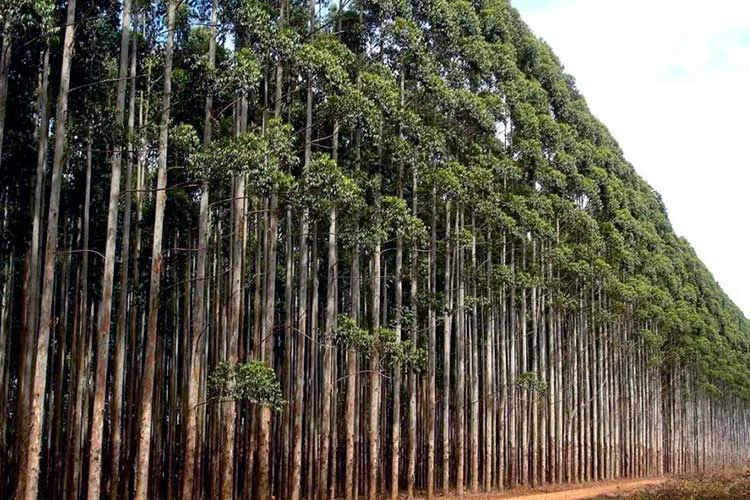 Tucumán: Una cooperativa impulsa un proyecto de forestación para producir energía y madera