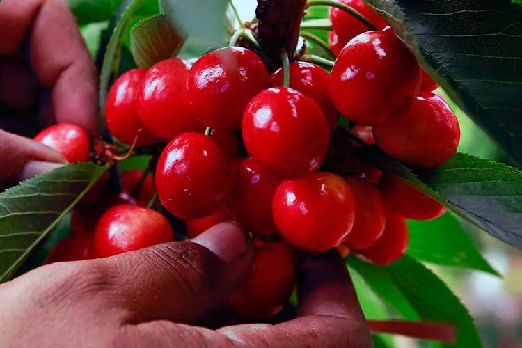 Chubut: Acuerdo para exportar cerezas cooperativas a Brasil