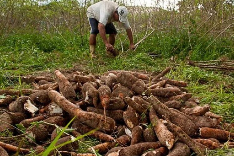 Misiones: La preocupación de los productores de mandioca