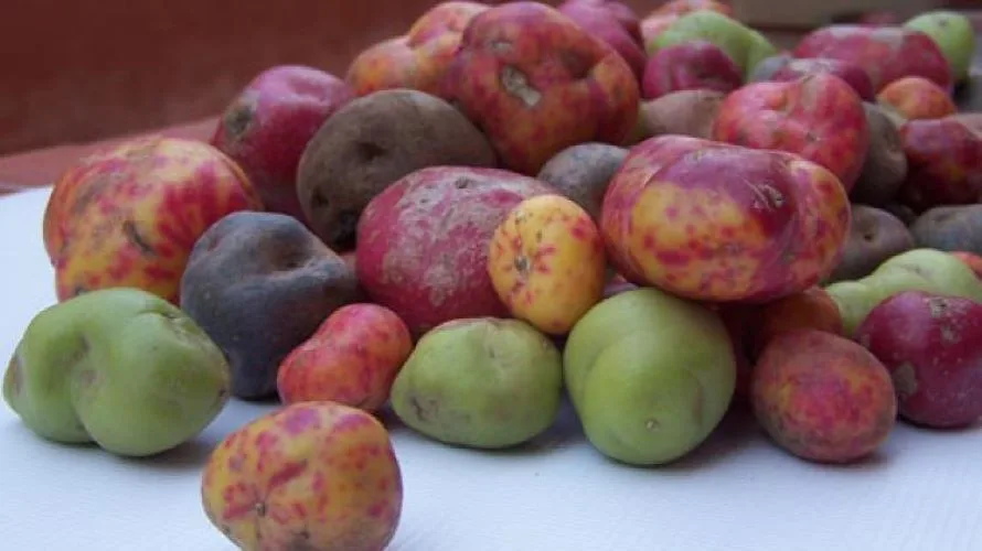 Una Cooperativa jujeña transforma las papas andinas en snack