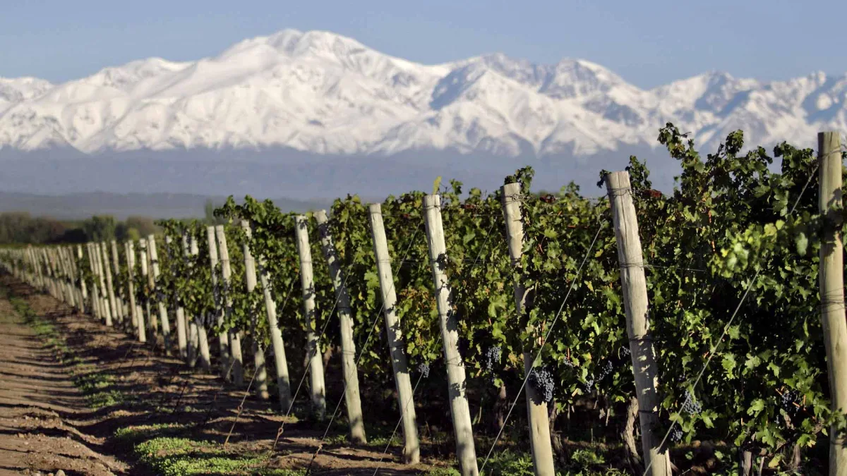 San Juan: nueva Cooperativa produce vino, sidra, quesos y otros alimentos