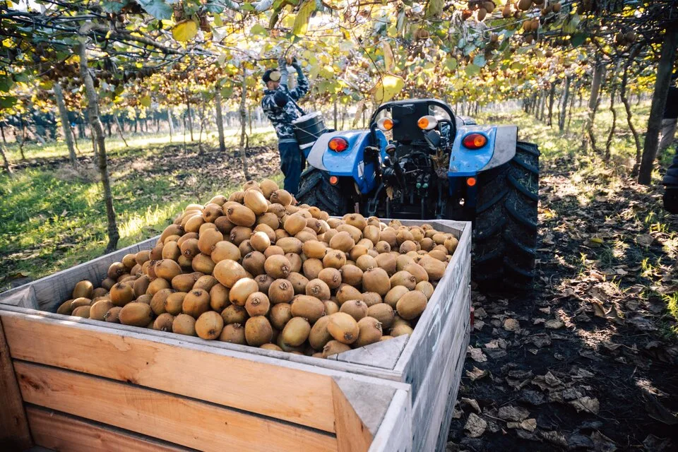 Cooperativa bonaerense exporta Kiwi a España