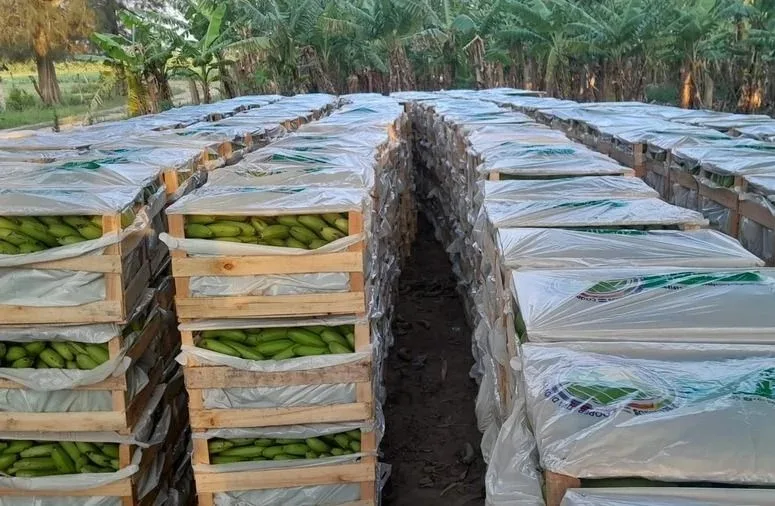 Mercado Central: la cooperativa que logró aportar sus productos al gran mercado nacional
