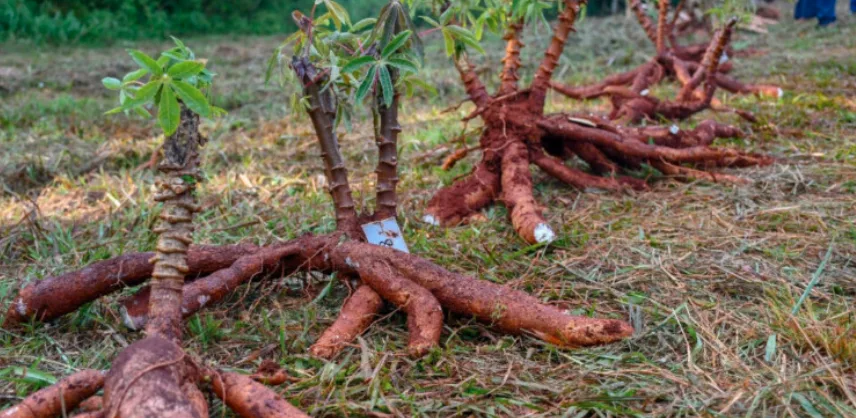 Cooperativas Almidoneras de Misiones Revolucionan el Cultivo de Mandioca con Variedades Foráneas
