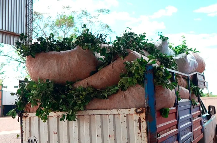 La cosecha yerbatera impulsa la economía de Misiones: cooperativas reciben hasta 300 mil kilos diarios