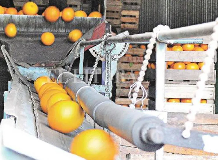 Cooperativa de exportación