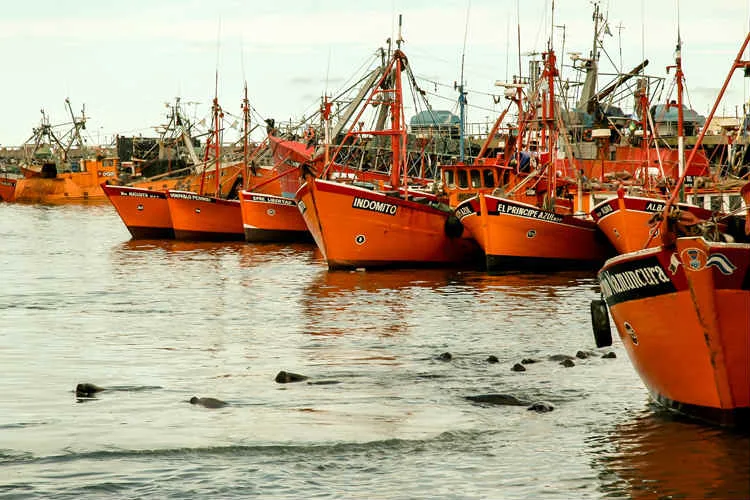 Cooperativistas denuncian falta de mantenimiento en el puerto de Mar del Plata
